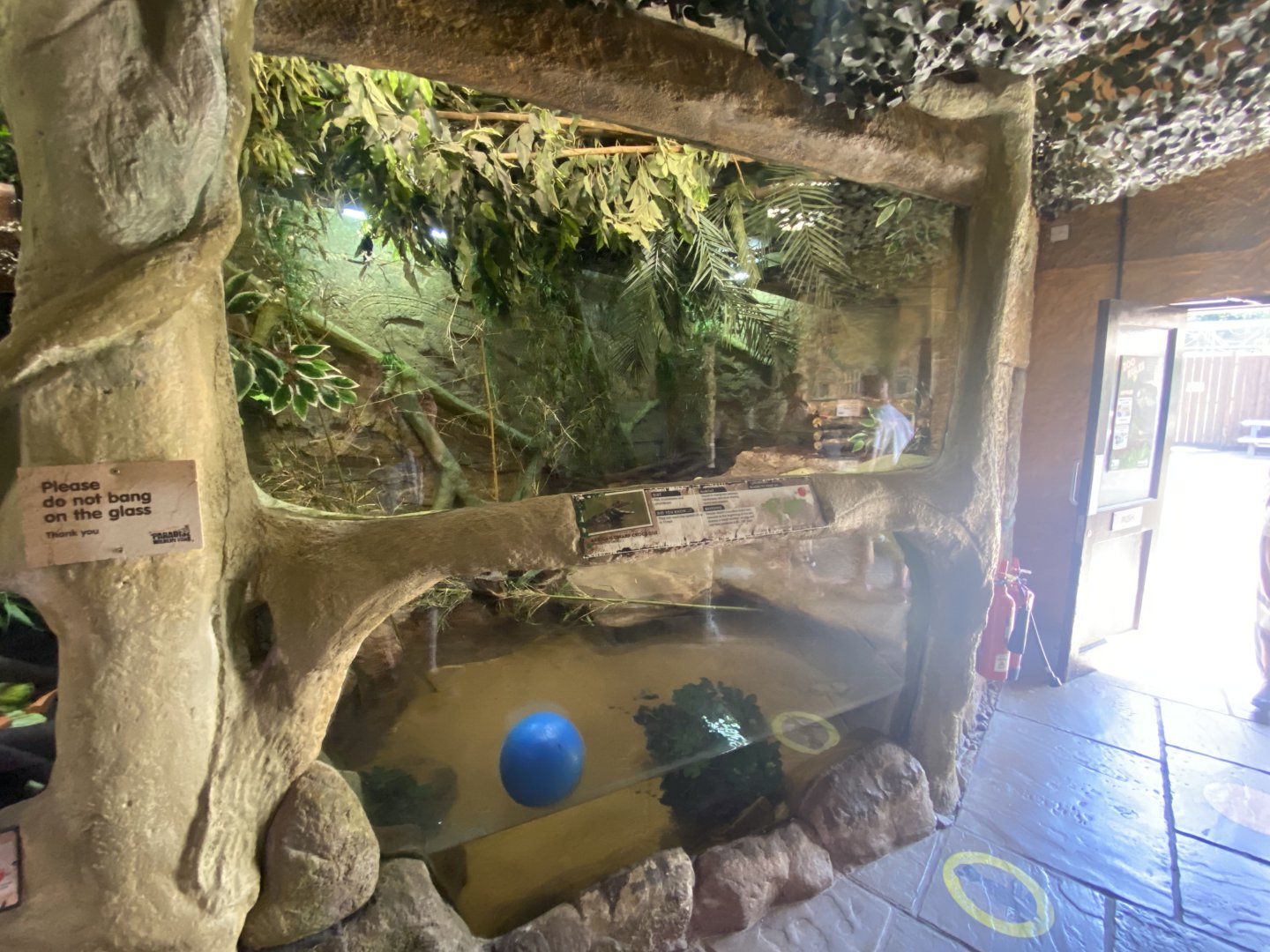 Temple of Angkor - Dwarf crocodile exhibit 100722