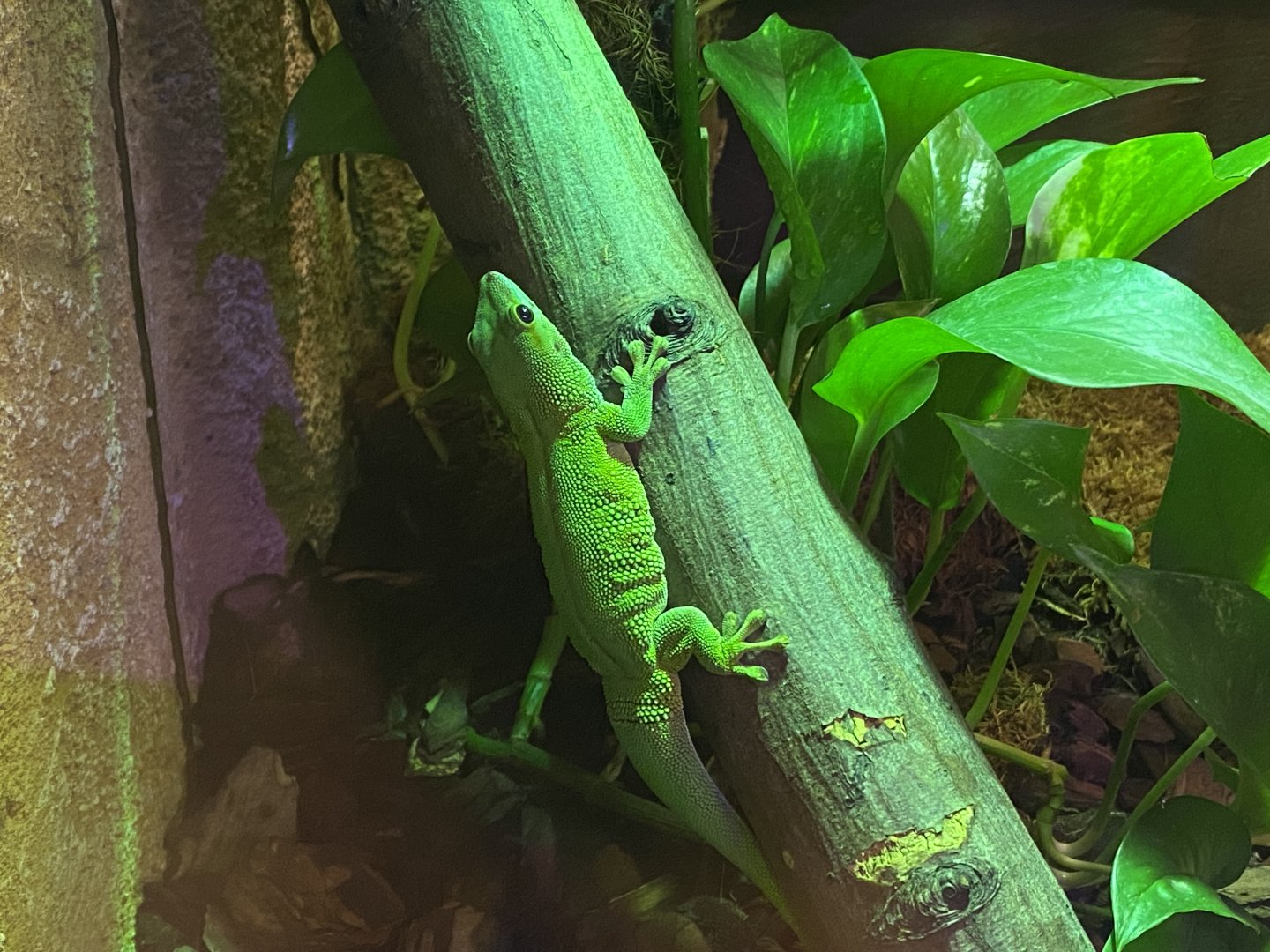 Temple of Angkor - Madagascar day gecko 100722