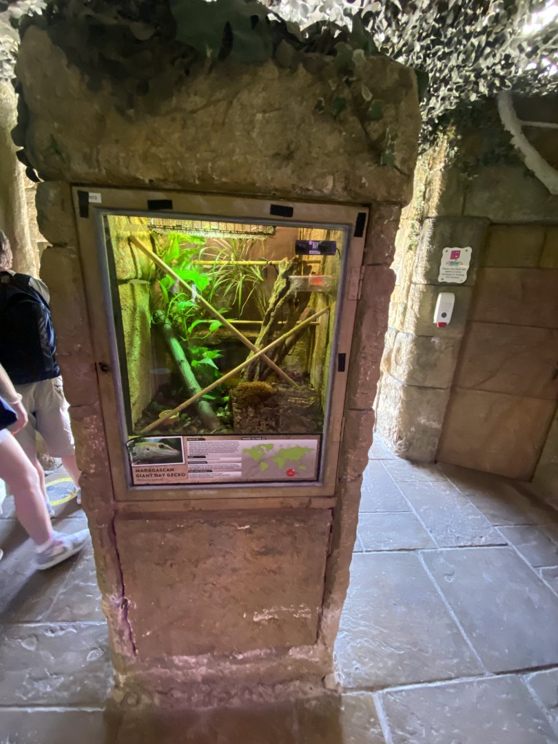 Temple of Angkor - Madagascar day gecko exhibit 100722