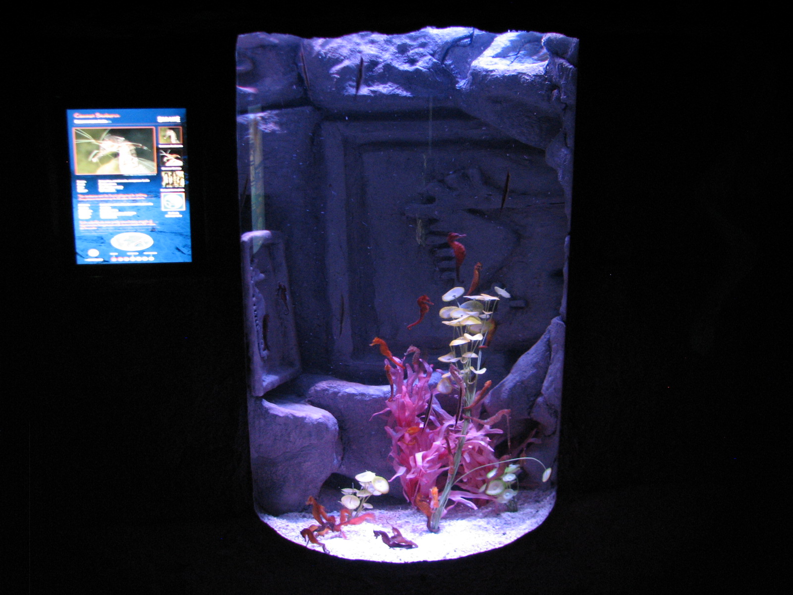 Temple of the Seahorse - Second Exhibit
