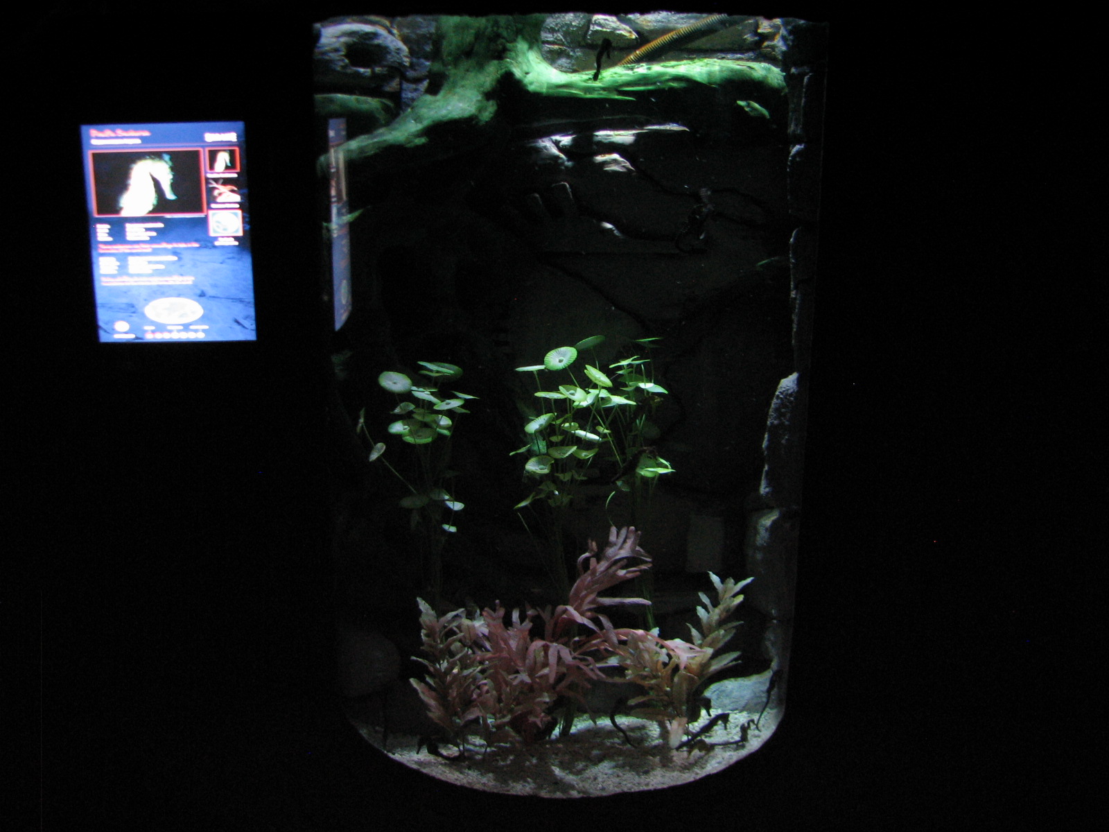 Temple of the Seahorse - Third Exhibit