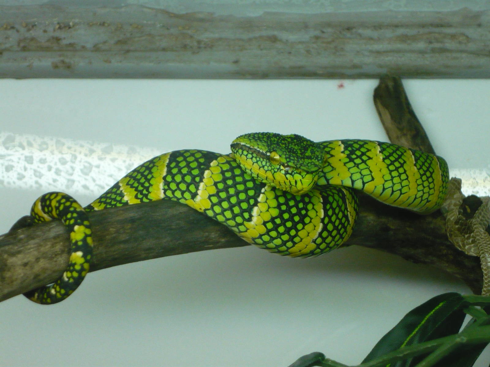 Temple pit viper (Tropidolaemus wagleri)