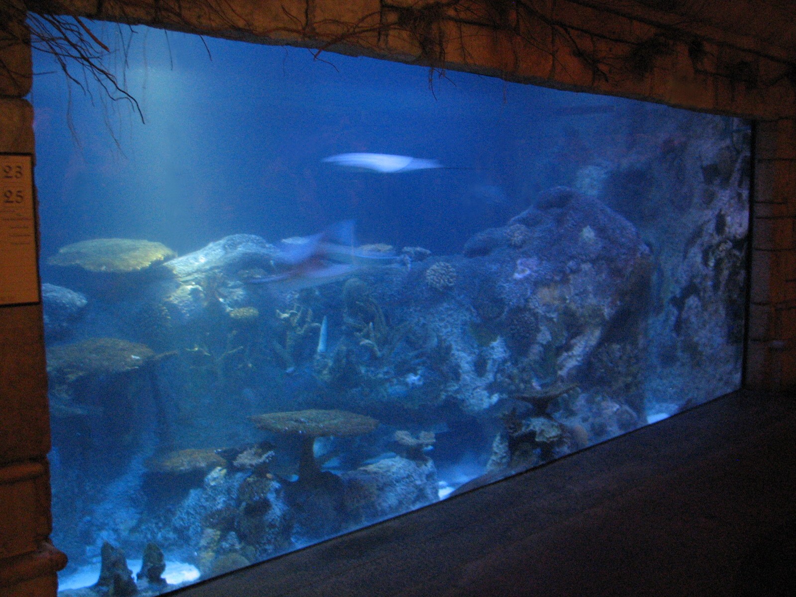 Temple - Ray and Small Sharks Exhibit