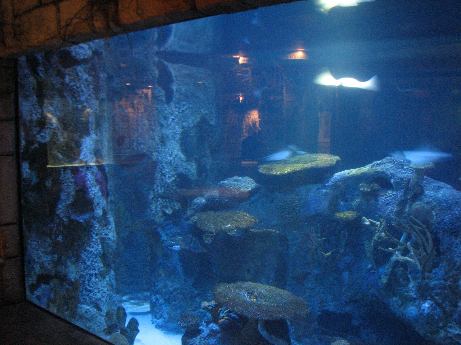 Temple - Ray and Small Sharks Exhibit
