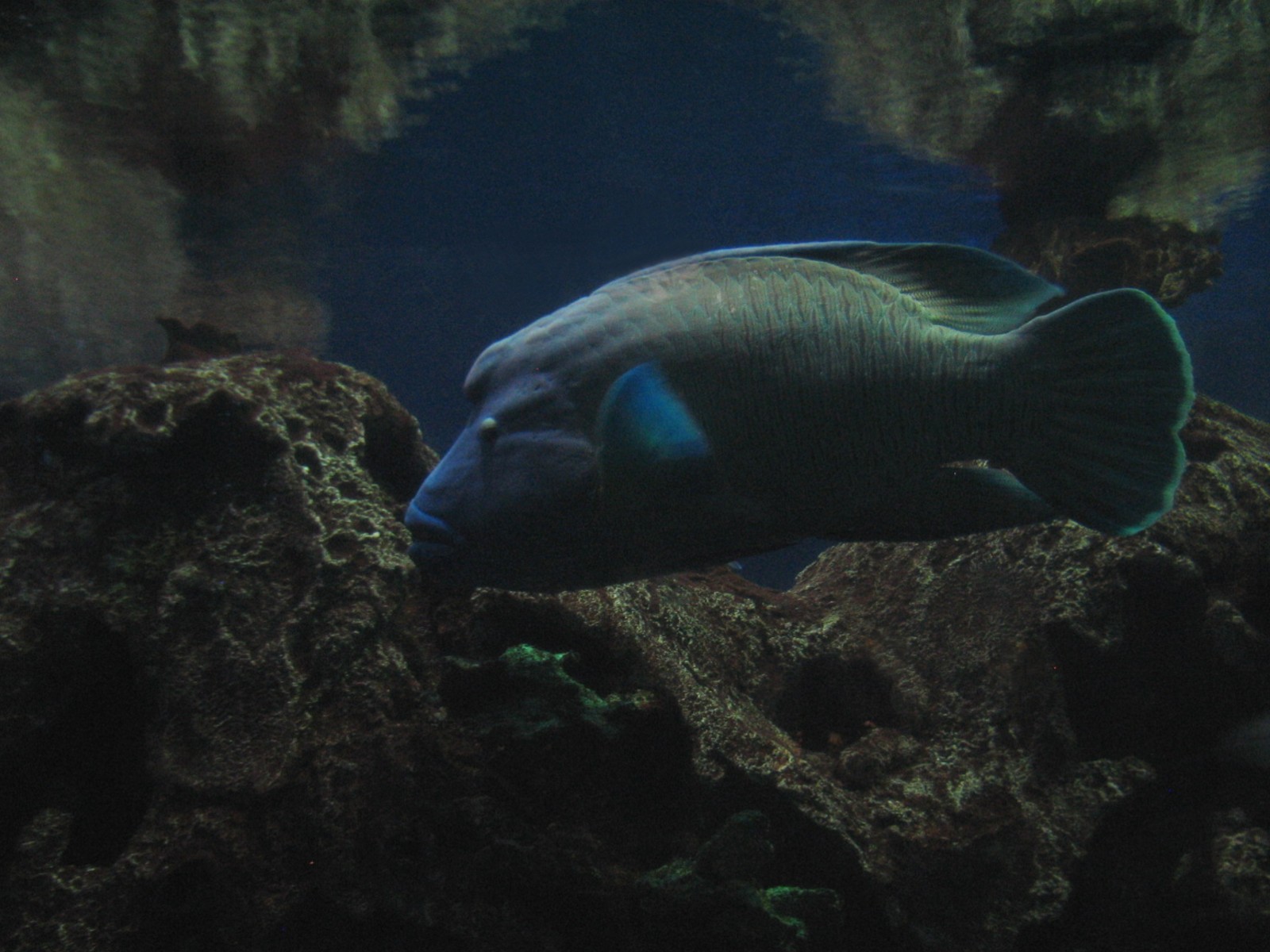 Temple - Reef Tunnel Exhibit Preview - Humphead Wrasse