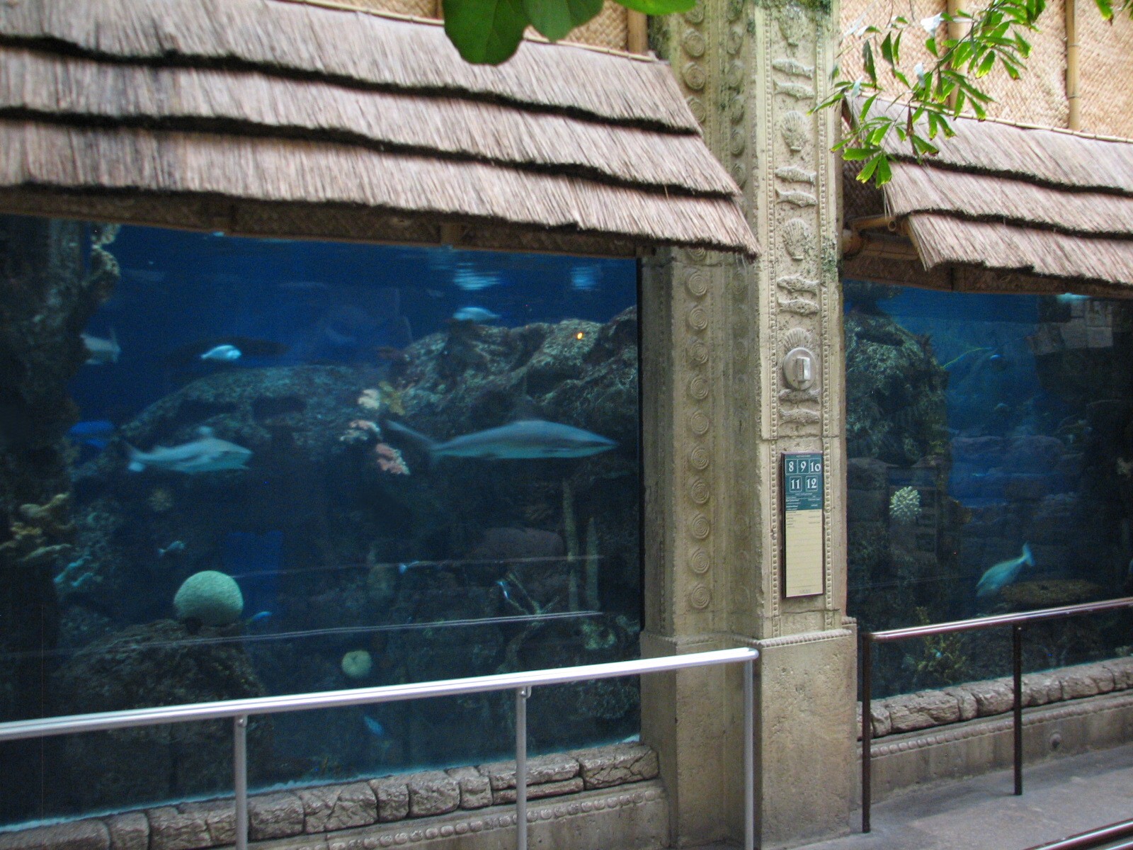 Temple - Reef Tunnel Exhibit Preview