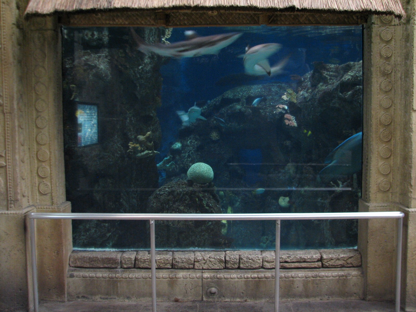 Temple - Reef Tunnel Exhibit Preview