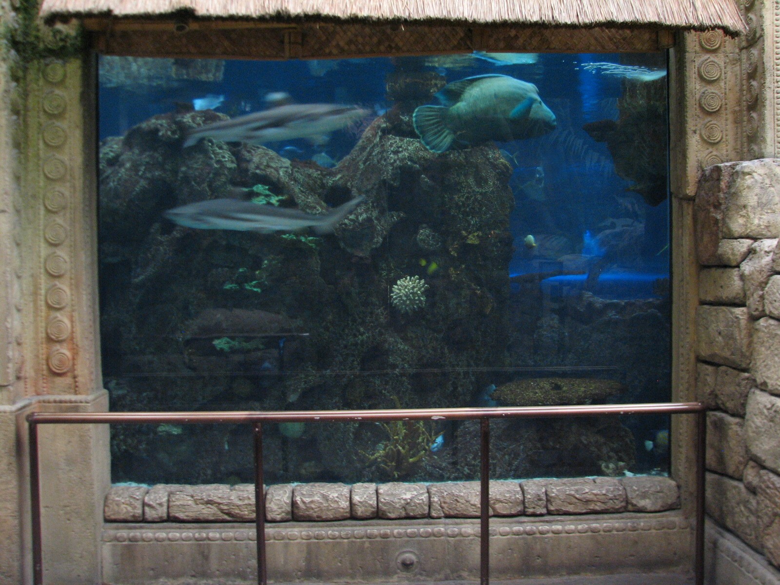 Temple - Reef Tunnel Exhibit Preview