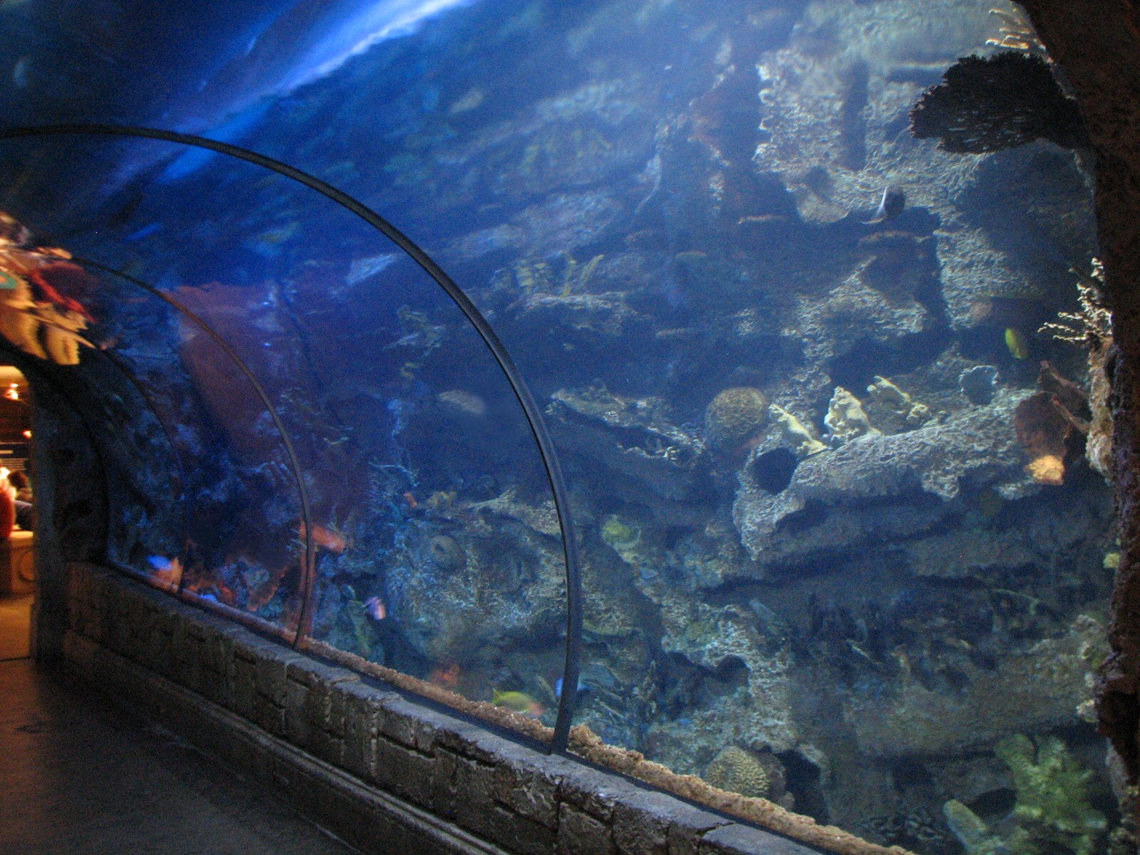 Temple - Reef Tunnel Exhibit