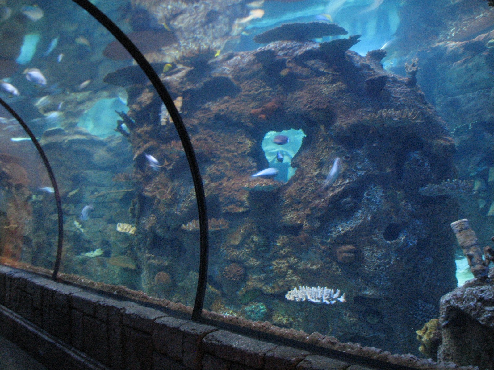 Temple - Reef Tunnel Exhibit