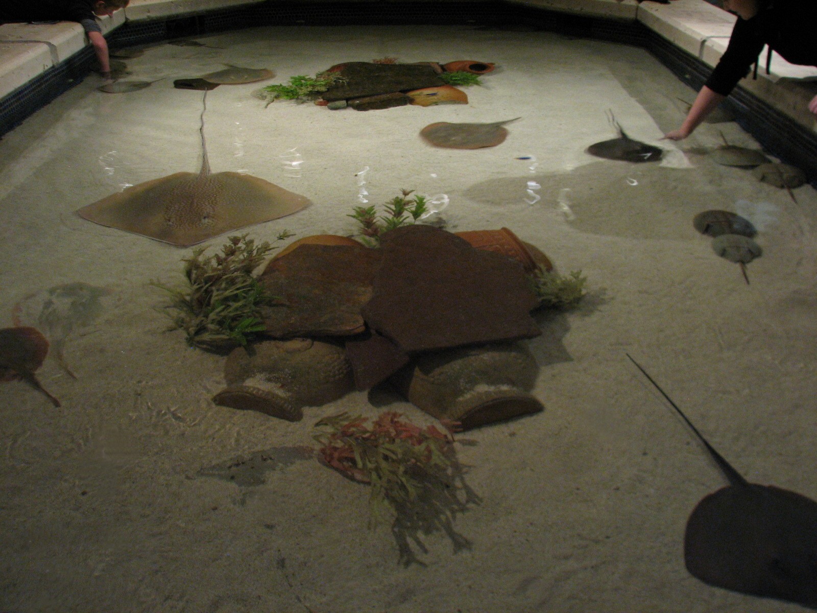 Temple - Reef Tunnel Exhibit