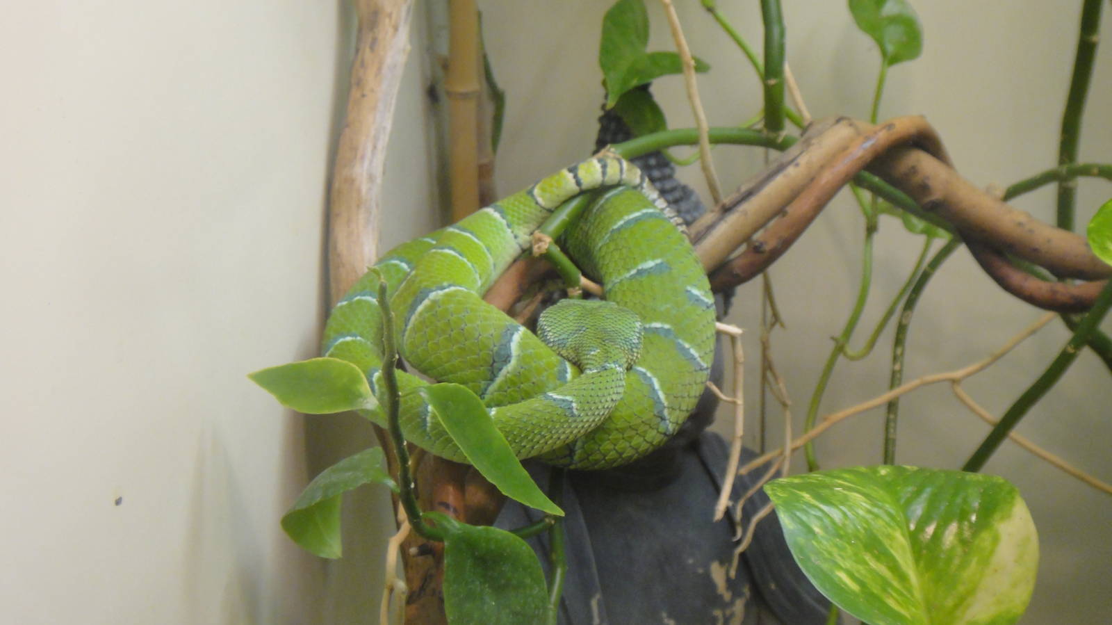 Temple Viper at Dallas zoo 2015-03-12