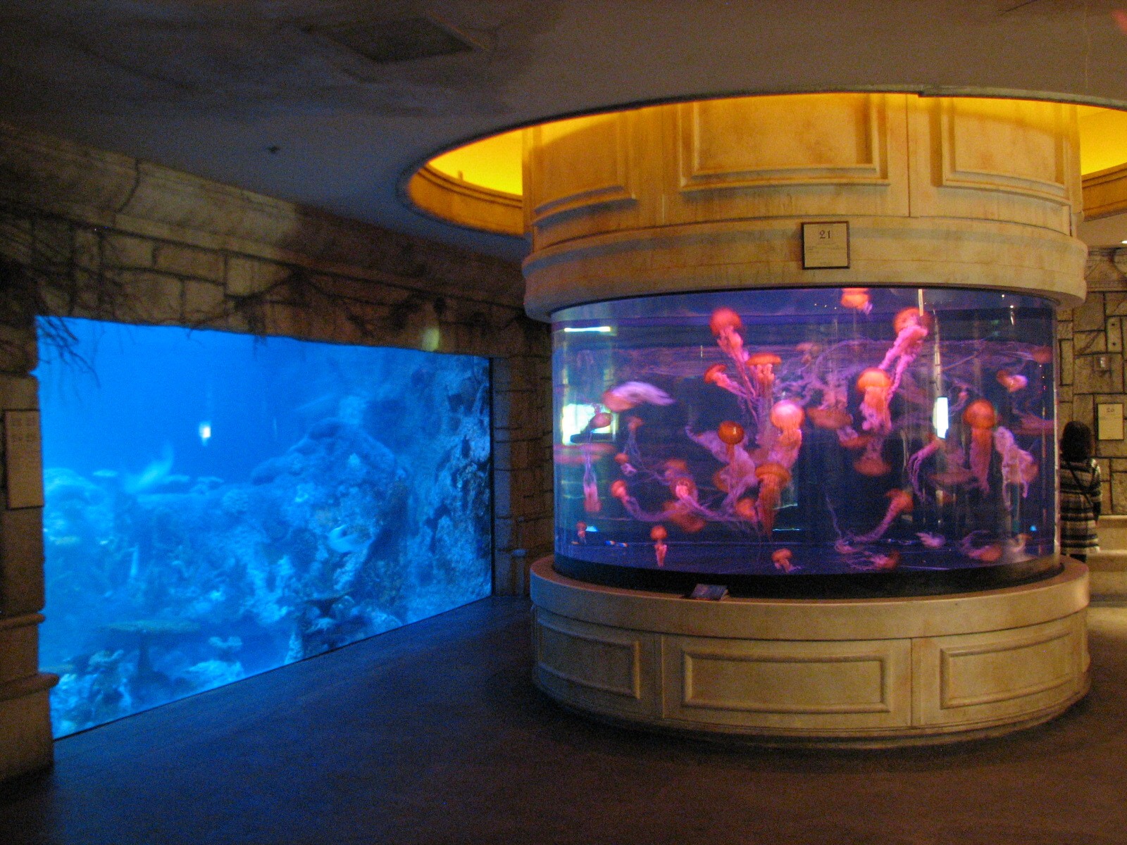 Temple - West Coast Sea Nettle and Ray and Small Sharks Exhibits