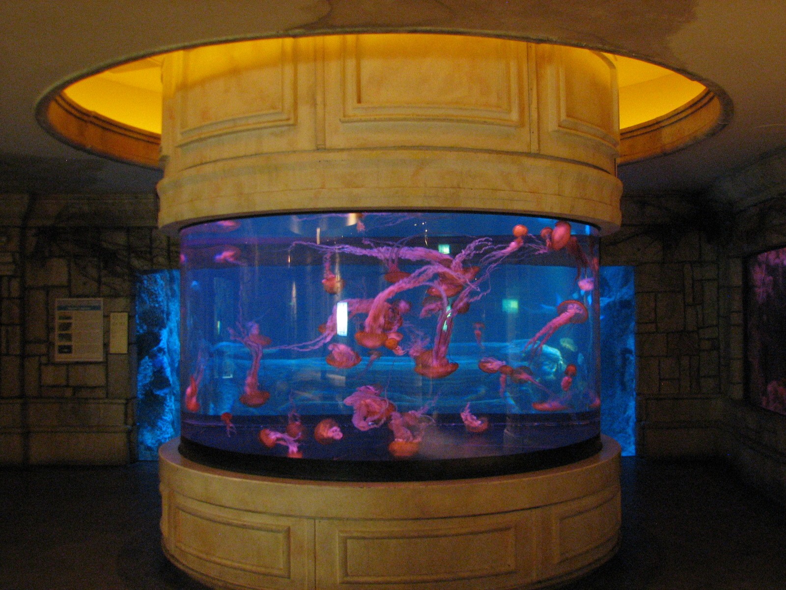 Temple - West Coast Sea Nettle Exhibit