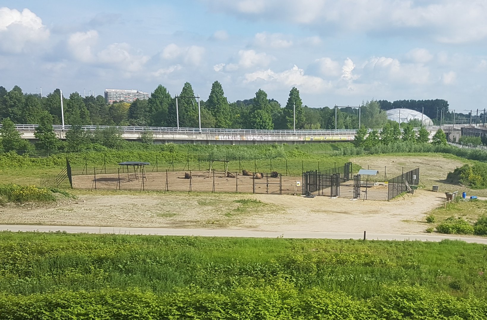 Temporarily Bison-enclosure