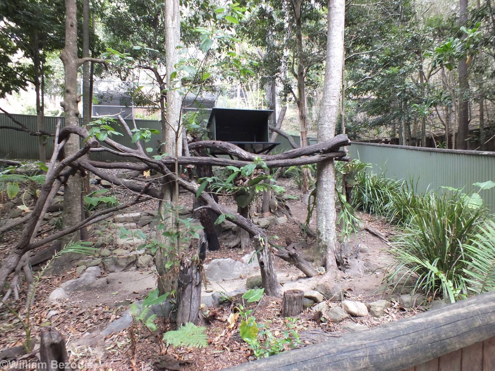 Temporarily Empty Lumholtz Tree Kangaroo Enclosure