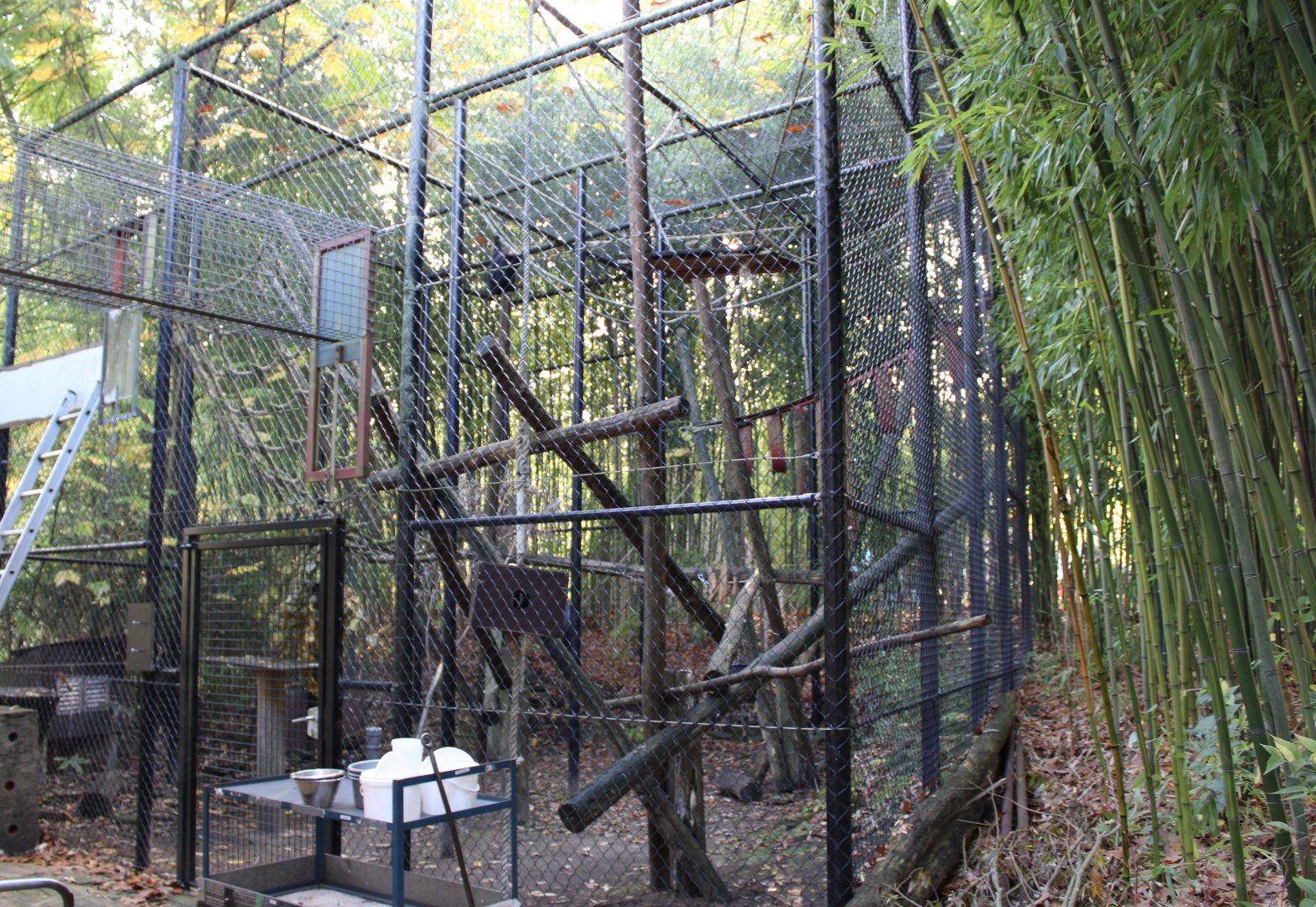 Temporarily enclosure White-cheeked gibbon