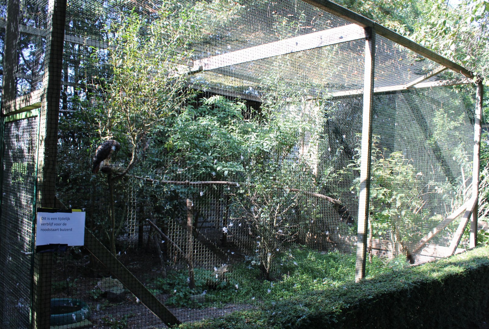 Temporarily Red-tailed hawk aviary