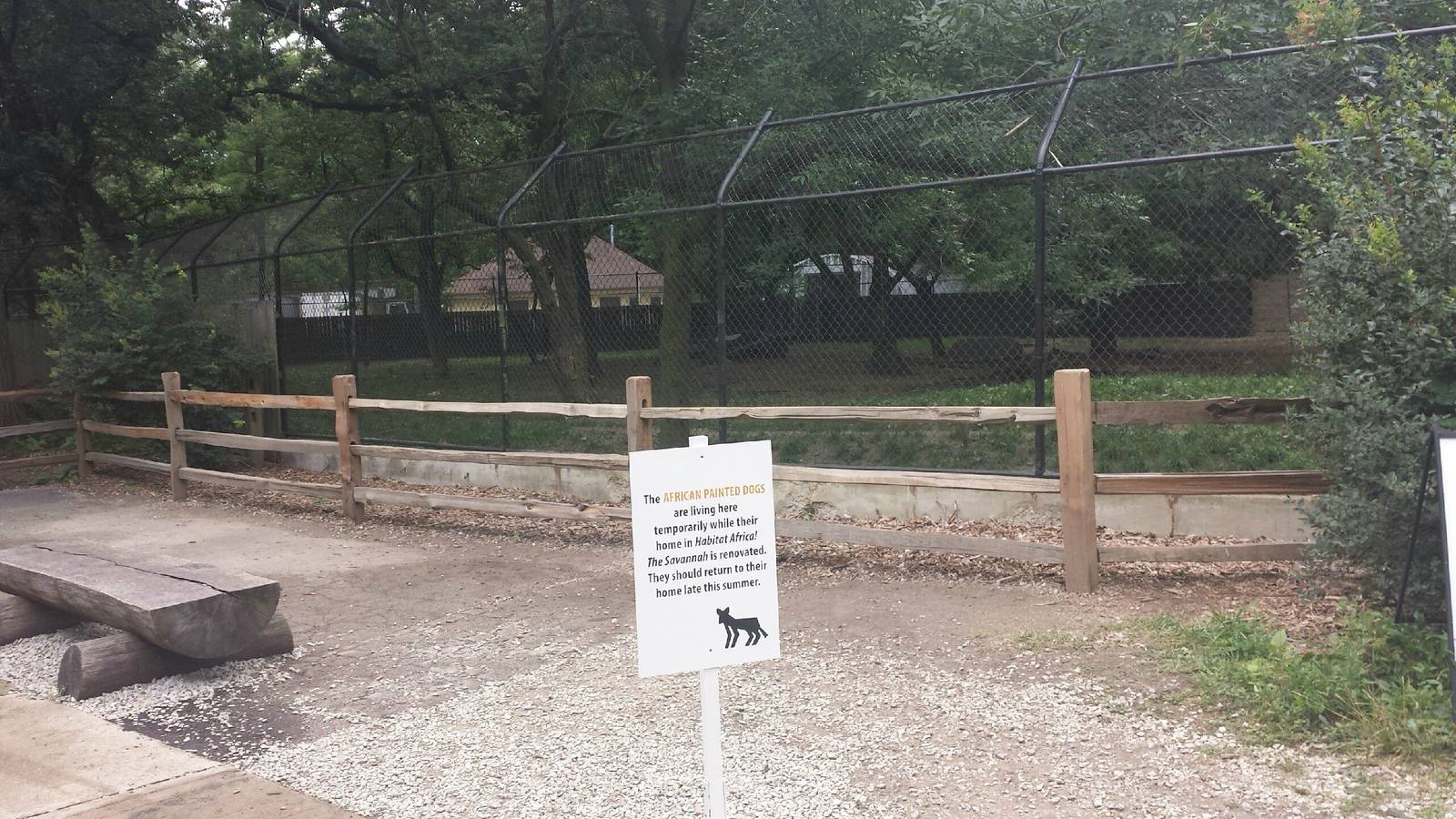 Temporary African Wild Dog Exhibit Viewing