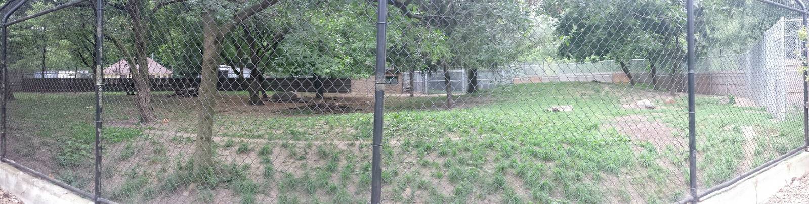 Temporary African Wild Dog Exhibit