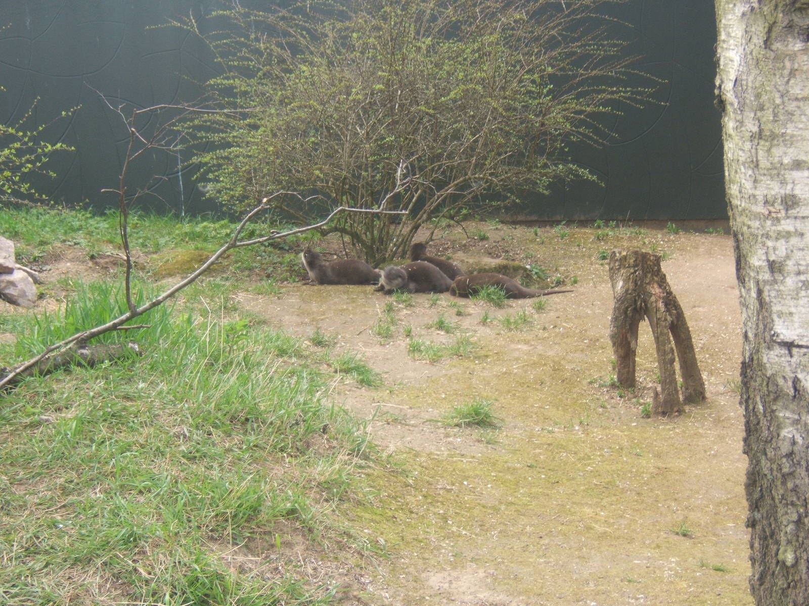 Temporary ASCO enclosure