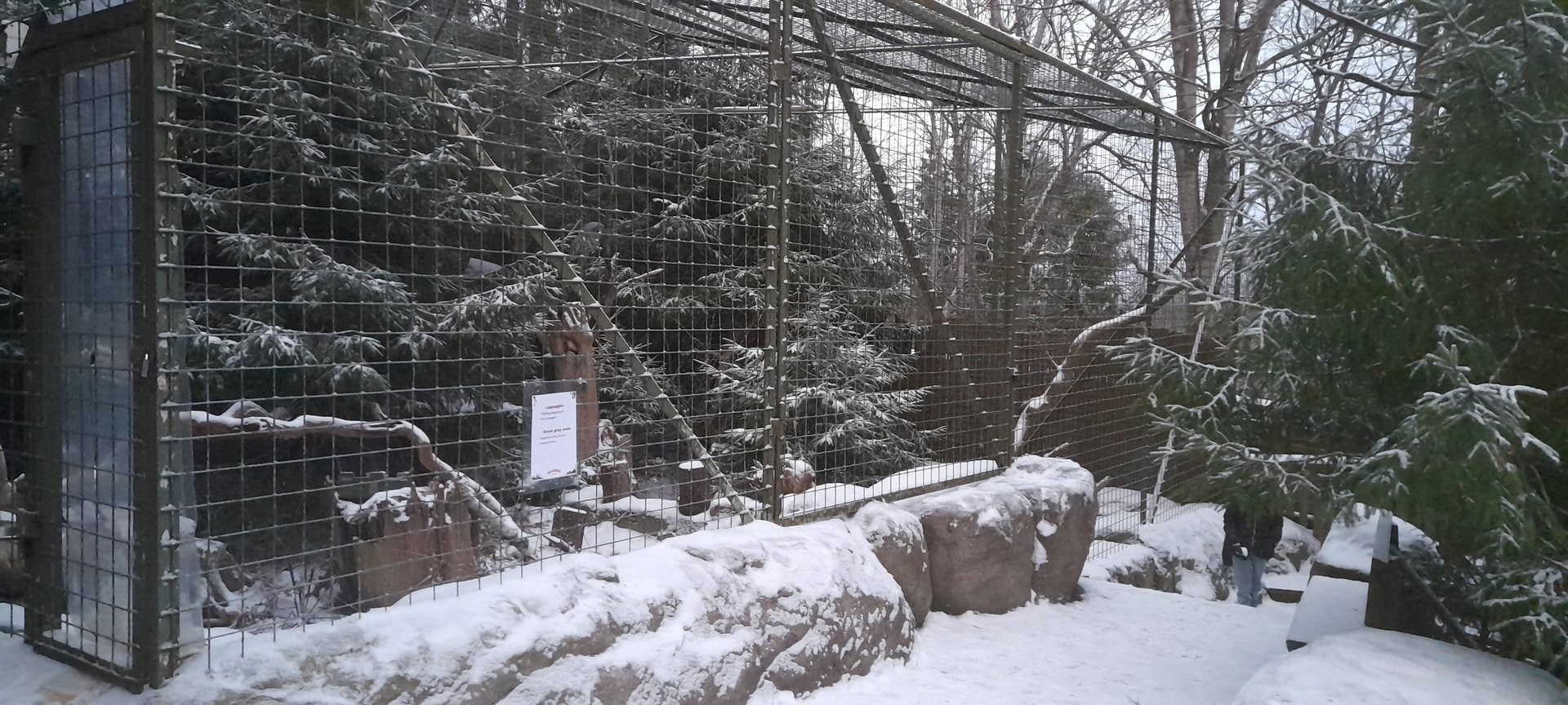 Temporary aviary for great grey owls