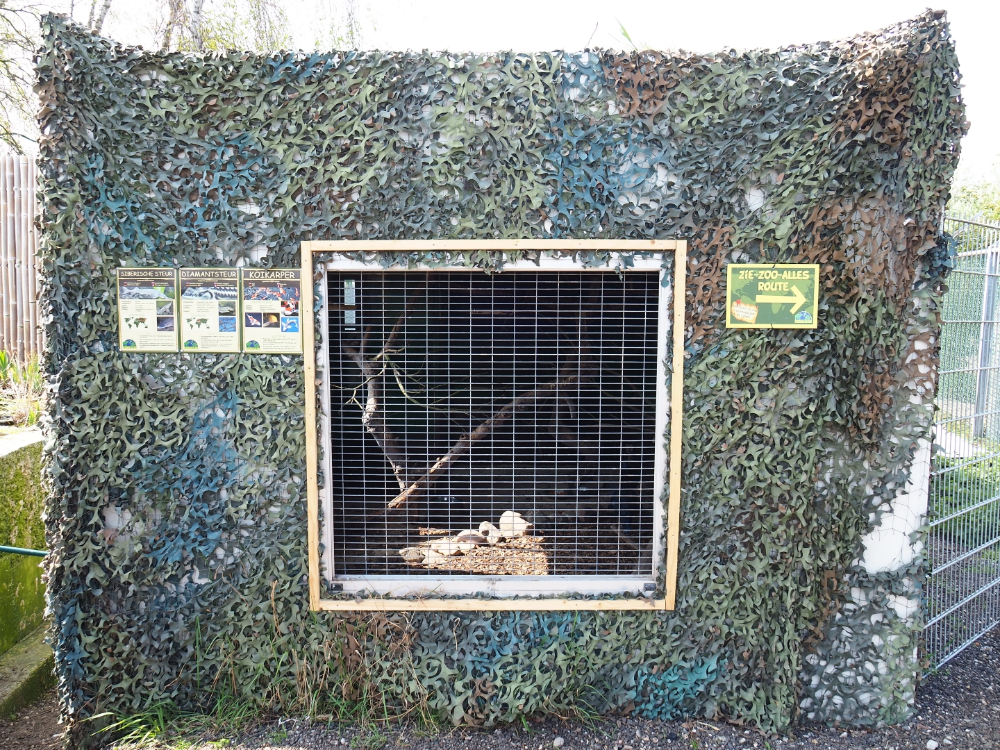 Temporary aviary for Victoria crowned pigeon and Red-billed blue magpie, 2019-04-06