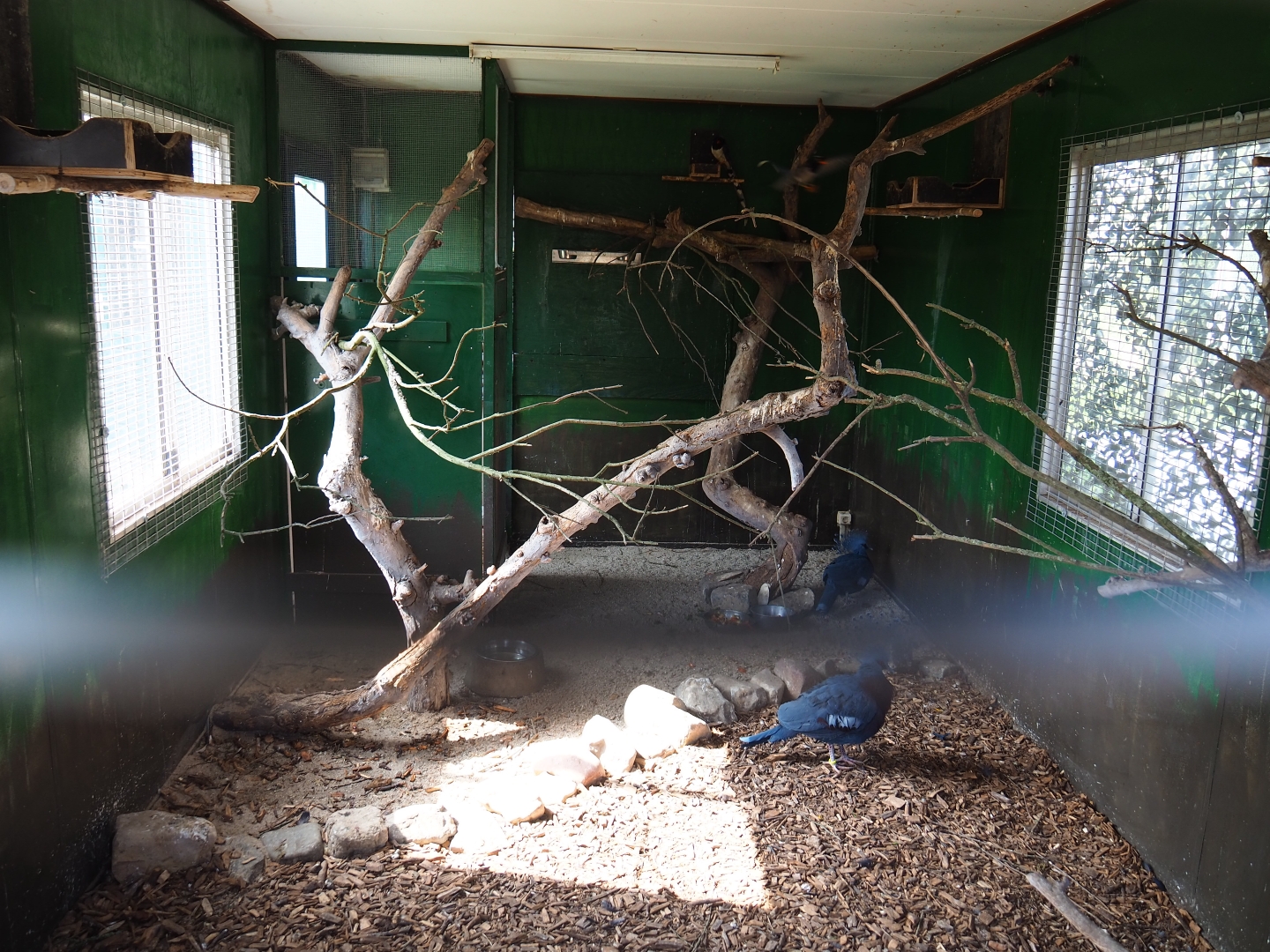 Temporary aviary for Victoria crowned pigeon and Red-billed blue magpie, 2019-04-06