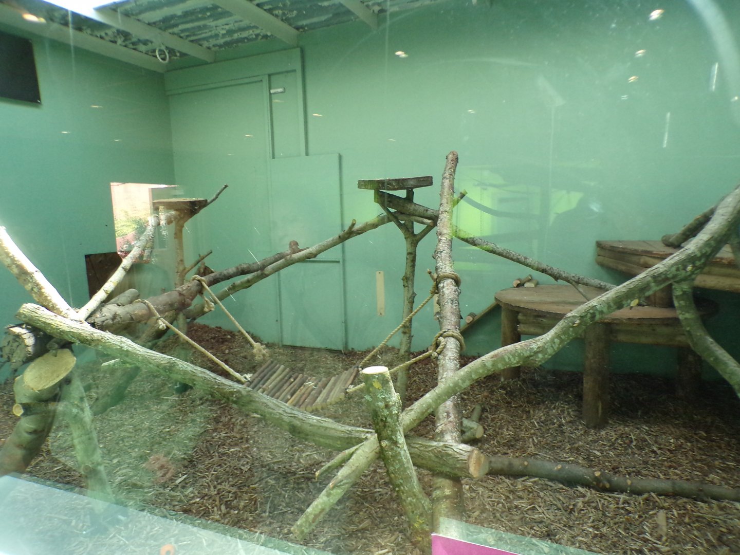 Temporary binturong enclosure 20.4.25