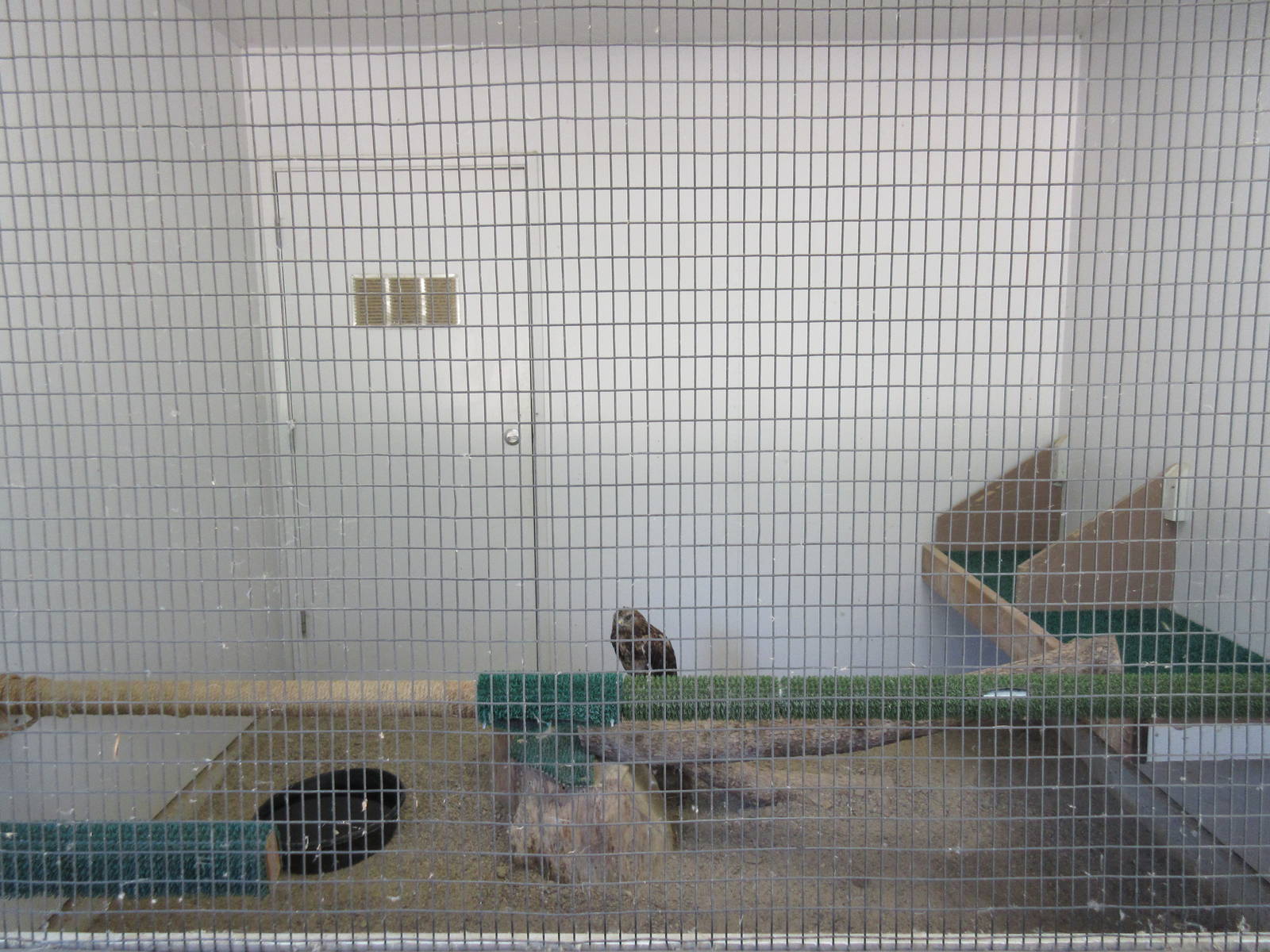 Temporary Bird Aviary: Rough-Legged Hawk