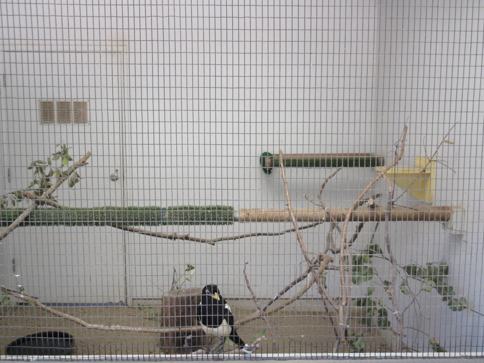 Temporary Bird Aviary: Yellow-Billed Magpie