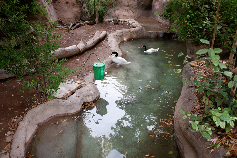 temporary black neck swan exhibit