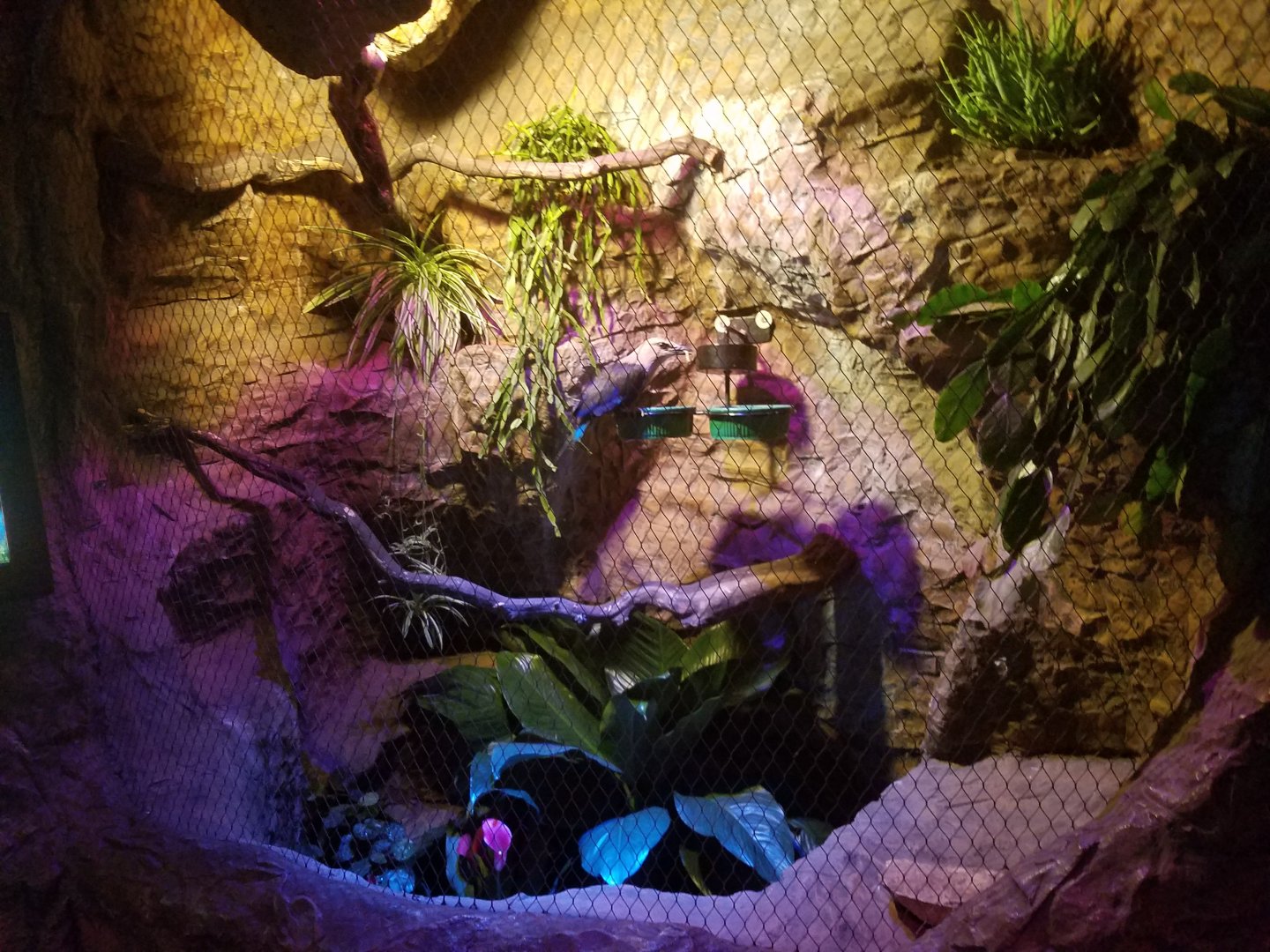 "Temporary" Blue Bellied Roller back on Exhibit...