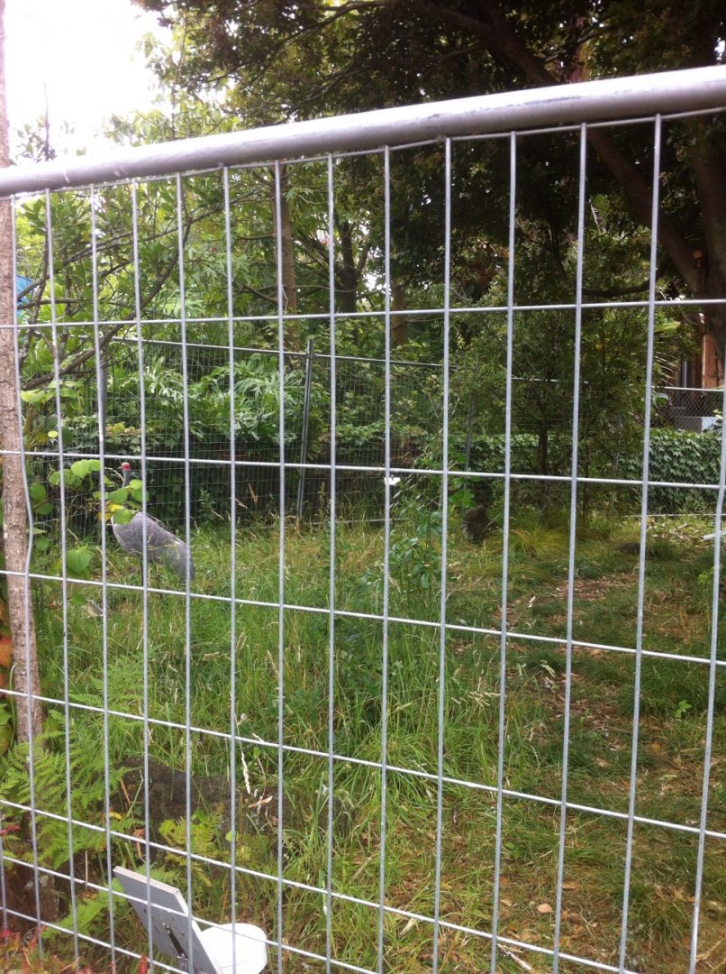 Temporary Brolga Enclosure