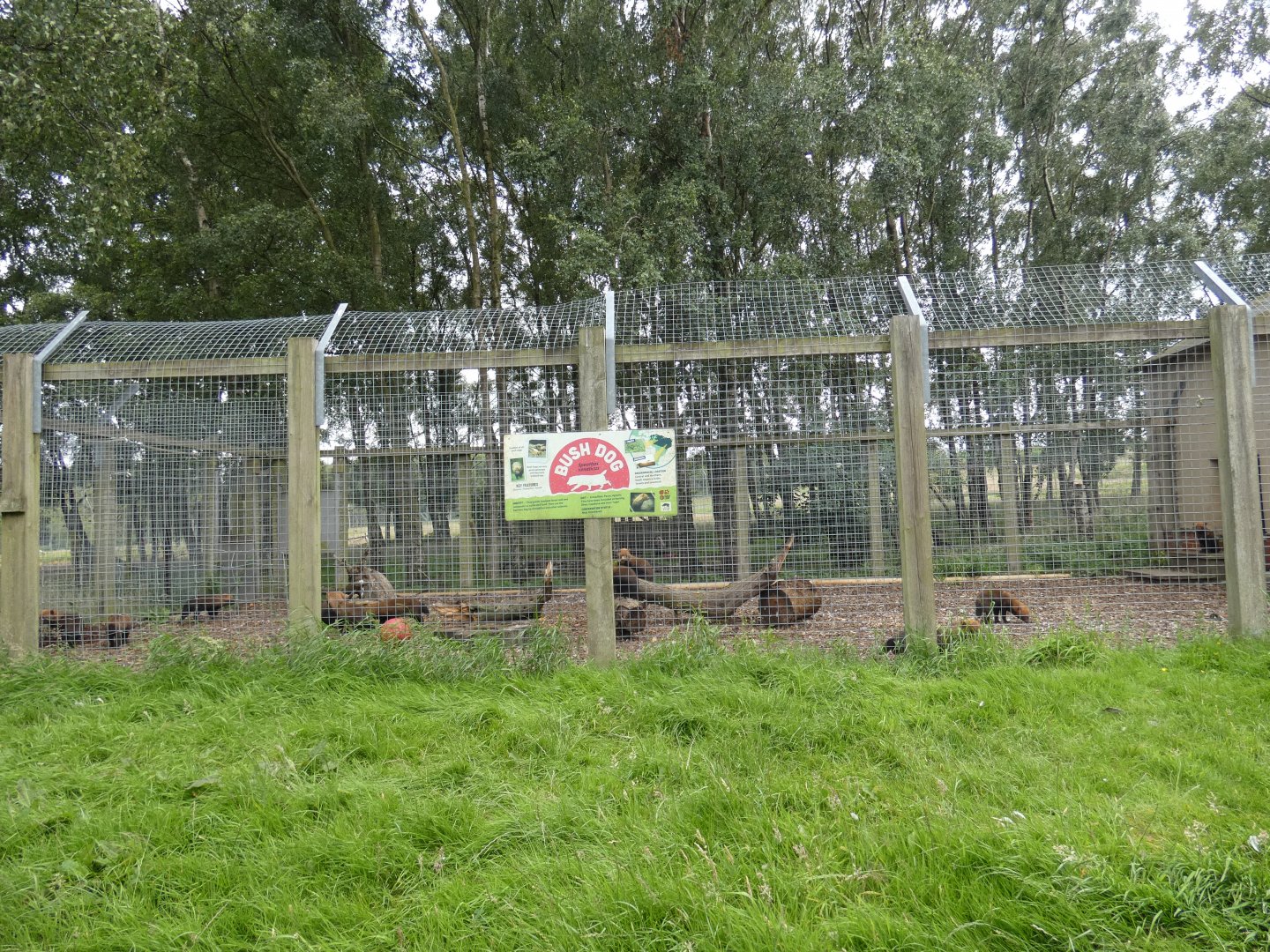Temporary Bush Dog enclosure