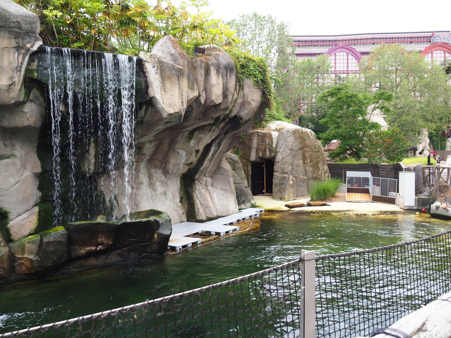 Temporary California sea lion exhibit (Historical seal exhibit, normally home to harbor seals), 2021-06-12