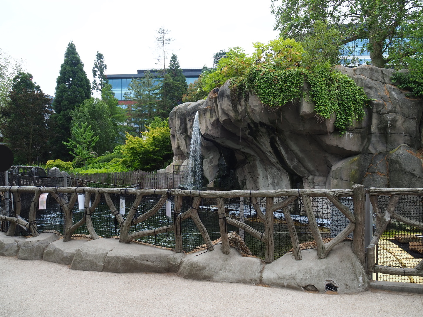 Temporary California sea lion exhibit (Historical seal exhibit, normally home to harbor seals), 2021-06-12
