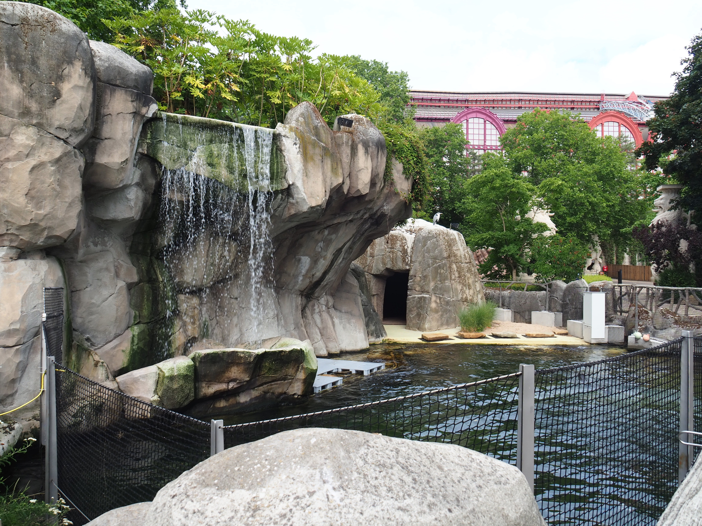 Temporary California sea lion exhibit - Normally main Harbor seal exhibit, 2020-06-28