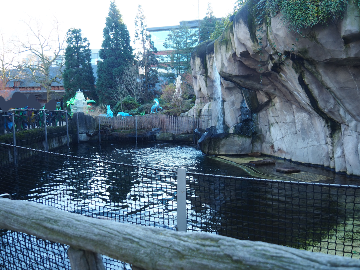 Temporary California sea lion exhibit (Normally the main harbor seal exhibit), 2019-12-30