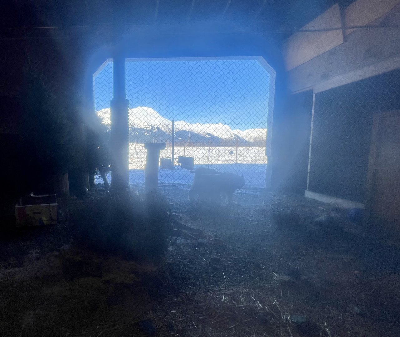 Temporary Canada Lynx Exhibit