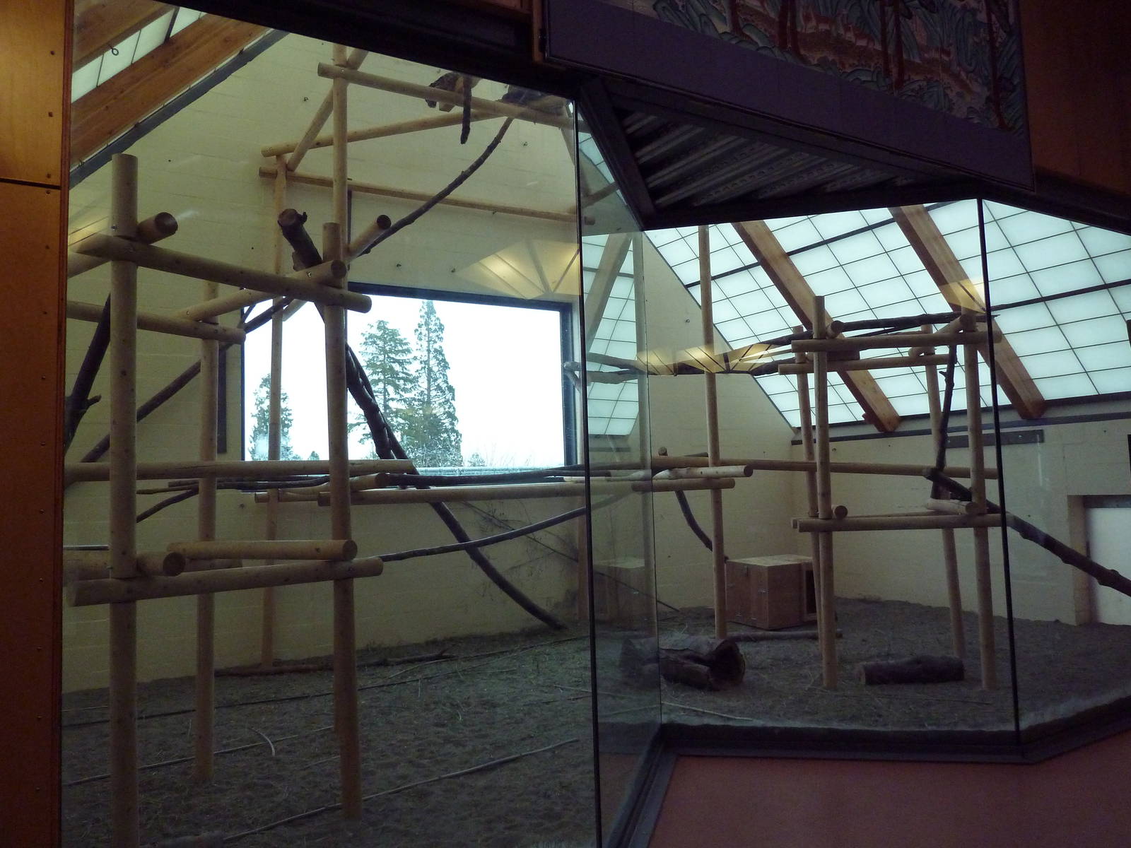 Temporary Clouded Leopard Exhibit