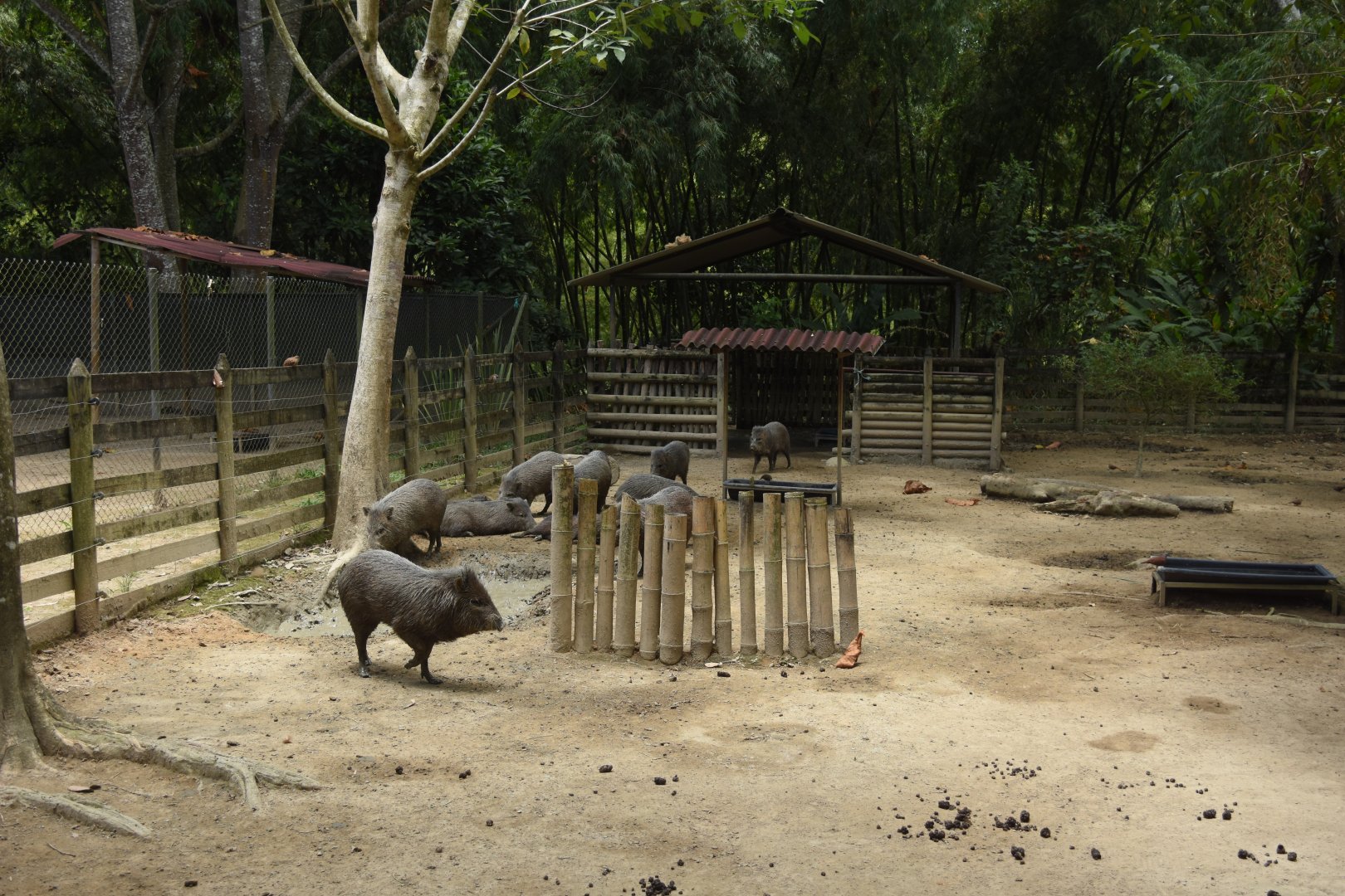Temporary collared peccary exhibit