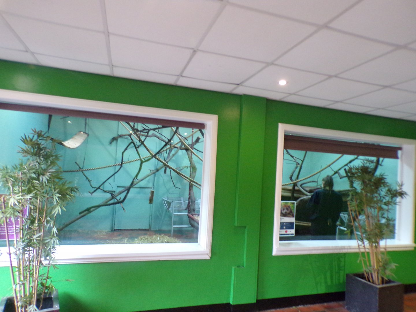 Temporary crowned lemur enclosure 16.2.24