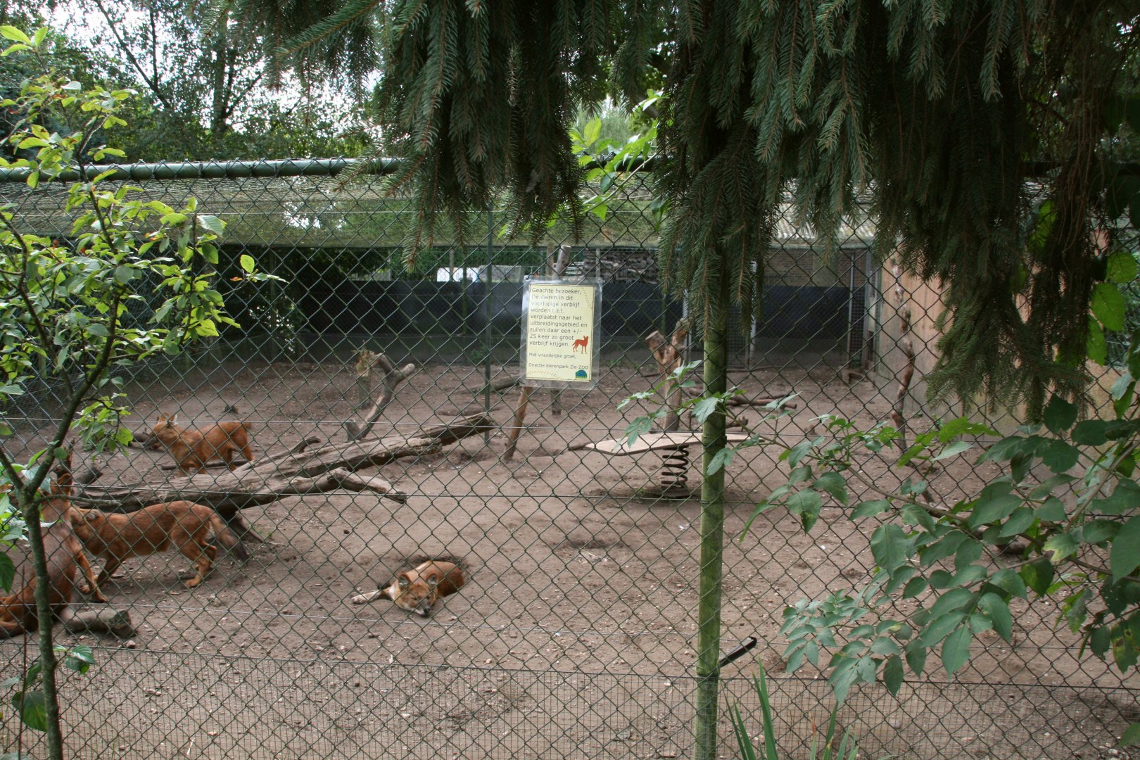 temporary Dhole enclosure