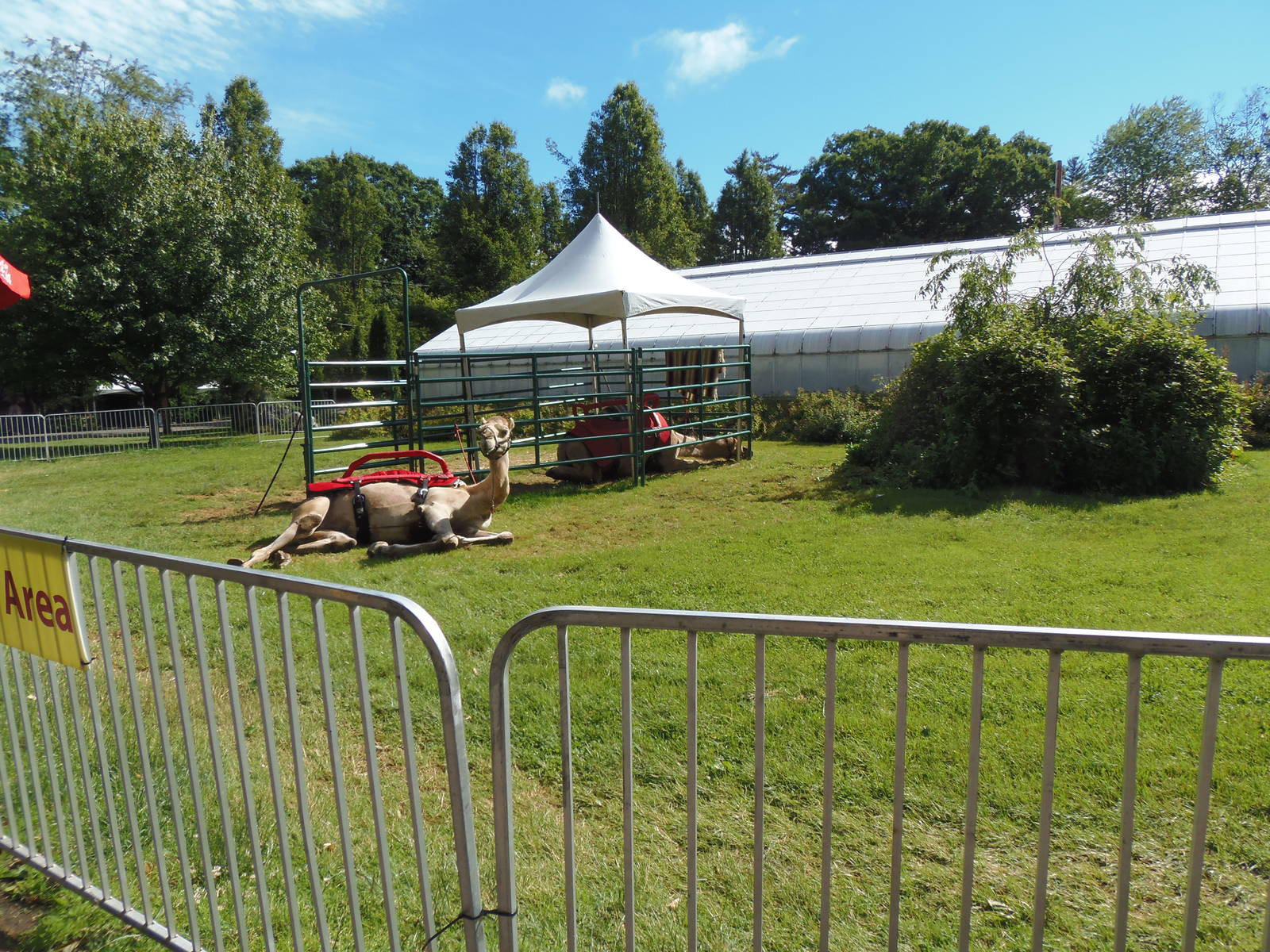 Temporary Dromedary Camel Exhibit
