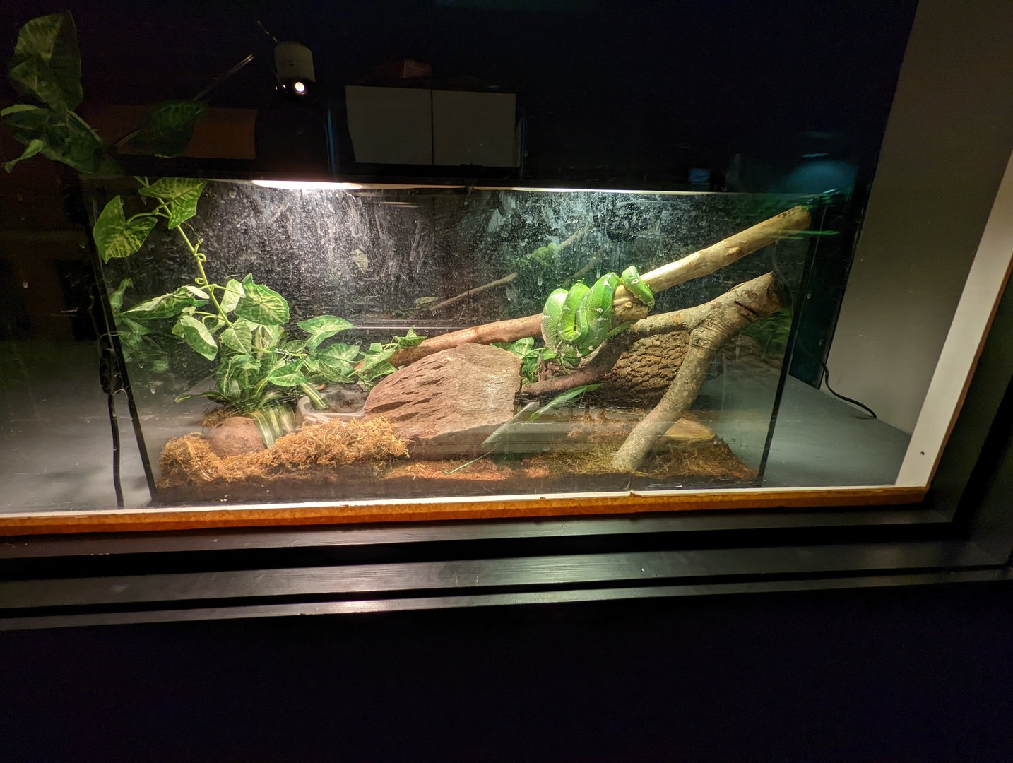 Temporary exhibit for Emerald Tree Boa and Dart Frogs