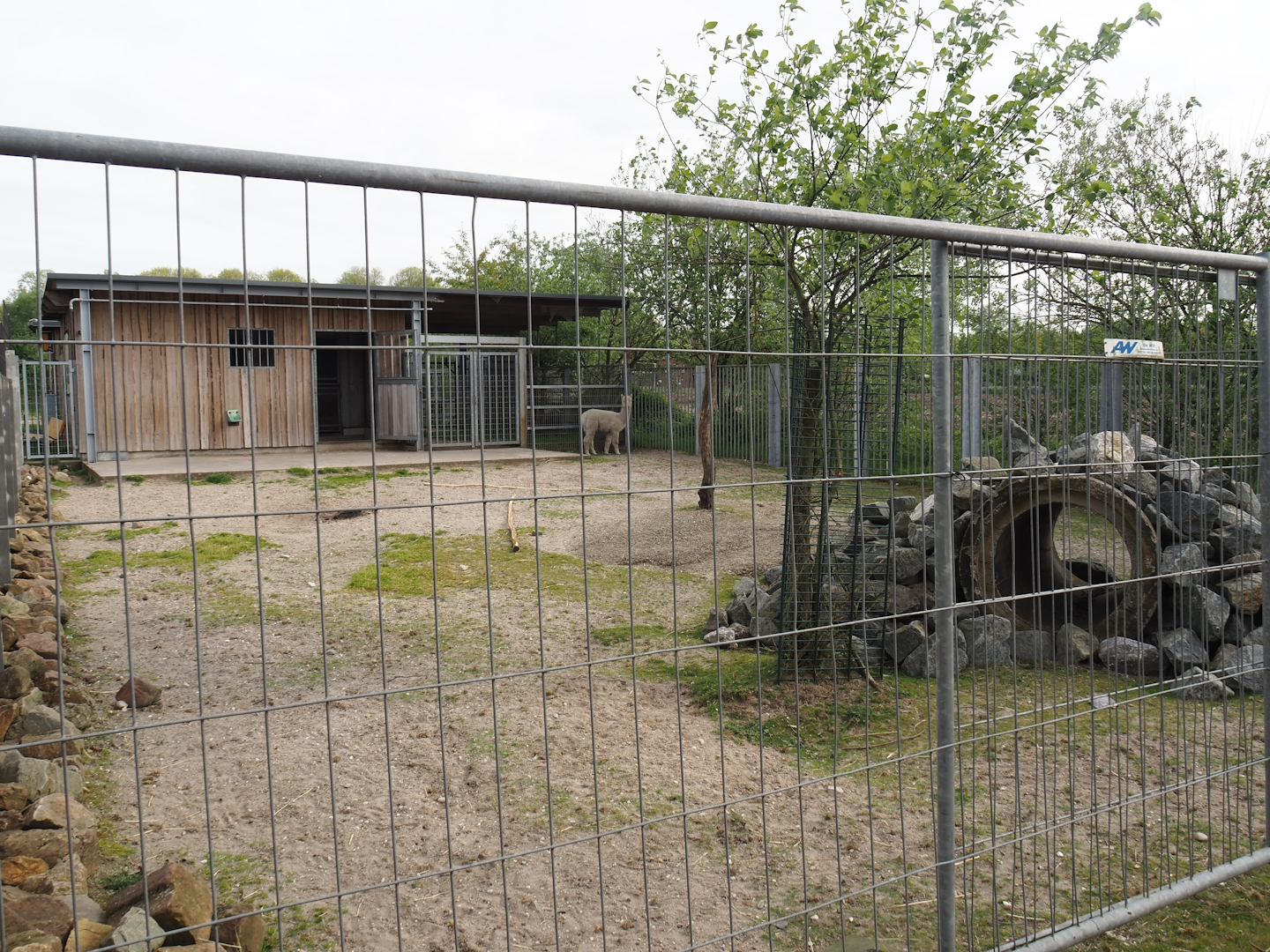 Temporary exhibit for two alpacas in part of the former Rocky Mountain goat exhibit, 2024-04-14