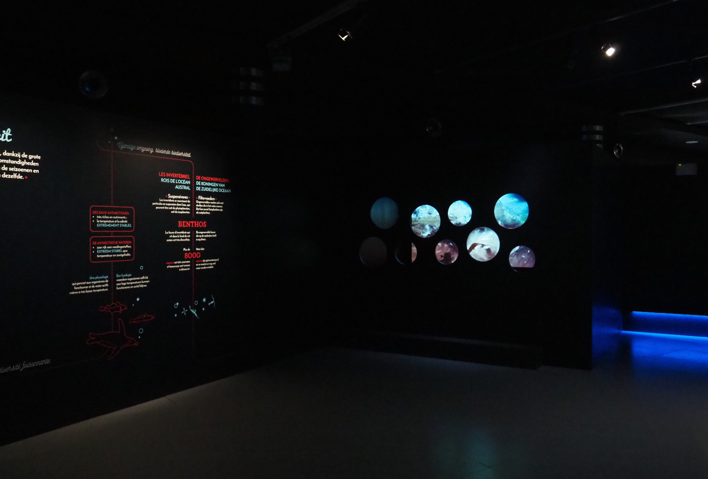 Temporary exhibition 'Antarctica' - Displays on the benthic fauna of Antarctic waters, 2019-12-03