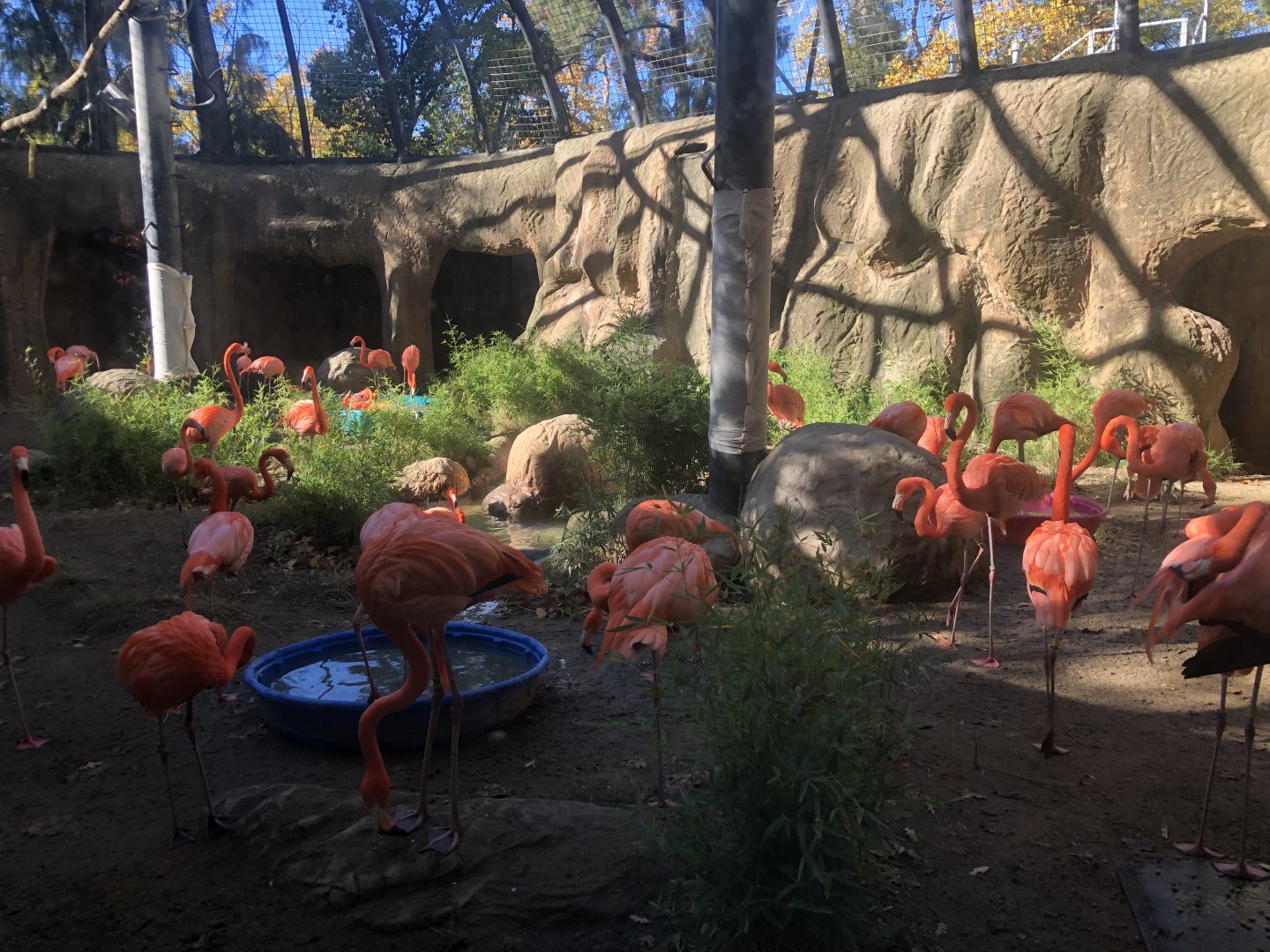 Temporary flamingo habitat (former chimp habitat)