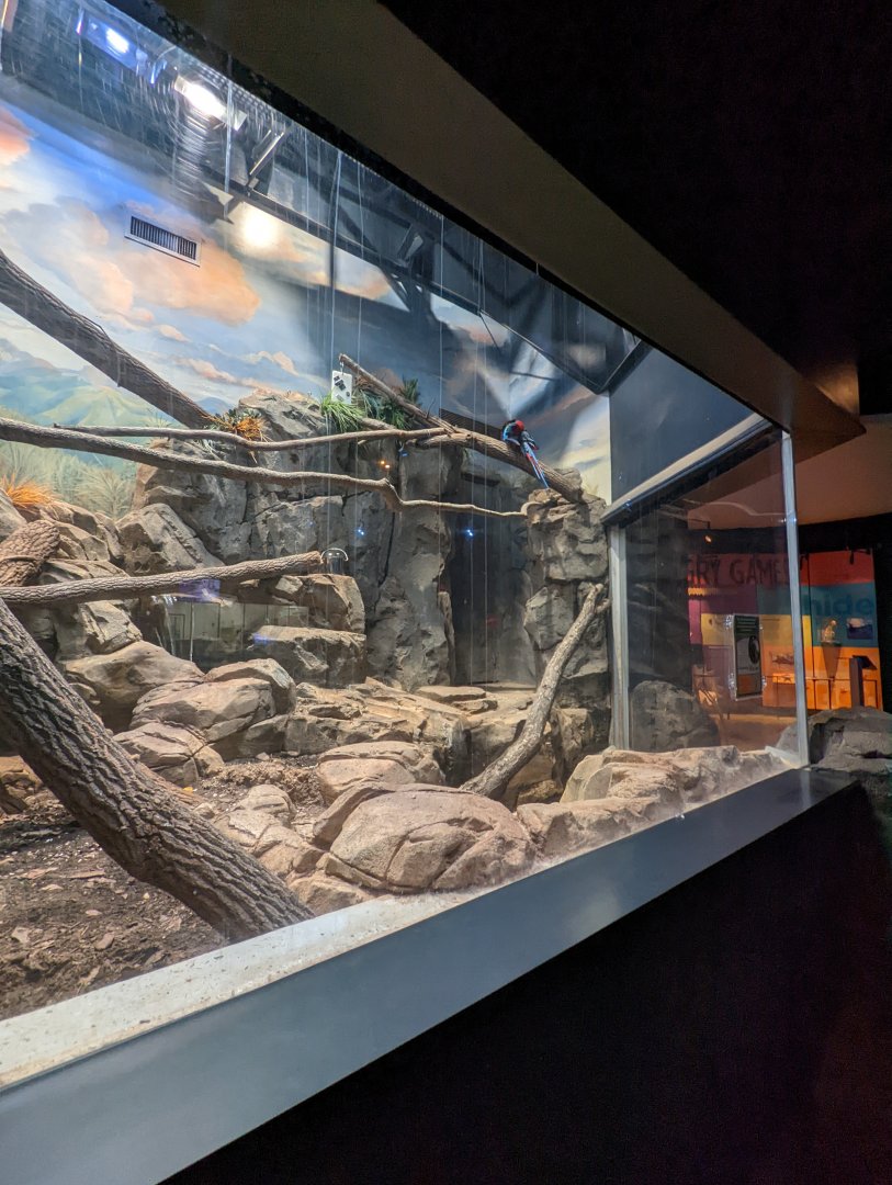 Temporary Green wing Macaw exhibit at the Greensboro Science Center